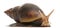 Giant African land snail, Achatina fulica, 5 months old