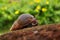 Giant African Land Snail - Achatina fulica large land snail in Achatinidae, similar to Achatina achatina and Archachatina