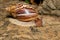 Giant African Land Snail (Achatina fulica), Tsingy de Bemaraha, Madagascar wildlife