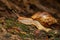 Giant African Land Snail (Achatina fulica), Tsingy de Bemaraha, Madagascar wildlife