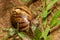 Giant African Land Snail (Achatina fulica), Tsingy de Bemaraha, Madagascar wildlife