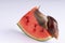 Giant African land snail eating watermelon, on a white background, macro