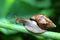 Giant African Land Snail Macro