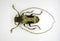 Giant african longhorn beetle Petrognata gigas. Isolated. Cerambycidae