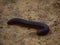 Giant African Millipede