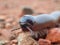 Giant African millipede