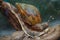 A Giant African Snail Achatina Achatina