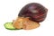 Giant african snail.Achatina snail eats a cucumber isolated on w