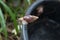 Giant African Snail on dirt-track