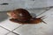 A Giant African Snail sliding across a tile floor.