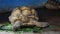 Giant African spurred or Sulcata tortoise eating vegetable