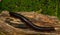 A Giant African Train Millipede on some wood and green background