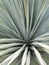 A Giant Agave Plant Background