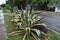 Giant agave plant in the streets of Havana