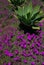 Giant agave and purple flowers.