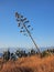 Giant Agave Weed, Falling Down