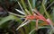 Giant airplant flower, Tillandsia fasciculata, Rio