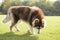 Giant Alaska dog