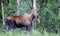 Giant Alaskan Moose Female Feeds on Leaves Forest Edge