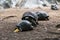 Giant Aldabra Seychelles Tortoise in Union Estate Park, La Digue, Seychelles