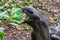 Giant Aldabra Seychelles Tortoise in Union Estate Park, La Digue, Seychelles