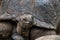 Giant Aldabra Seychelles Tortoise in Union Estate Park, La Digue, Seychelles