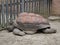 Giant Aldabra Tortoise, Gigantea Geochelone