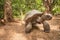 Giant Aldabra tortoise on an island in Seychelles.