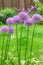 Giant Allium