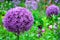 Giant Allium Pompom purple flower