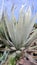 giant aloe grows near the ocean shore in Lisbon photo taken against the blue sky