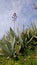 Giant aloe with a protruding stem at the end of which seeds