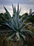 Giant aloe vera plant