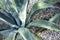 Giant aloe vera plant growing outdoor