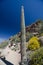 Giant alone Saguaro and brittlebush frame Pinnacle Peak trail