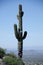 Giant alone Saguaro overlooking McDowell Mountain range from Pin