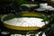 Giant Amazon water lily