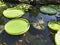 Giant amazon water lily with large circle pads in garden pond with koi goldfish