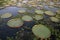 Giant Amazon water lily, Victoria amazonica