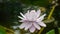 Giant Amazon water lily, Victoria amazonica, close-up pinkish flower