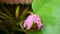 Giant Amazon water lily, Victoria amazonica, pink bud