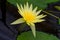 Giant Amazon water lily and yellow flower