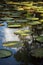 Giant, amazonian lily in water at the Pamplemousess botanical Gardens in Mauritius. Victoria amazonica, Victoria regia.