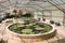 Giant Amazonian Victoria water lily pads growing in pond