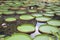 Giant Amazonian Water Lily Pads