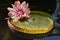 Giant Amazonian Waterlily