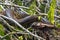 Giant Anaconda, Amazon Rainforest, Ecuador