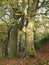 Giant ancient beech trees in spring forest on sloping hillside