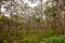 Giant ancient eucalyptus trees,