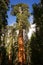 Giant Ancient Seqouia Tree Kings Canyon National Park